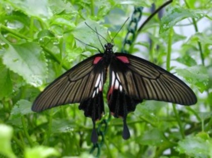 poze-fluturi_30-300x224