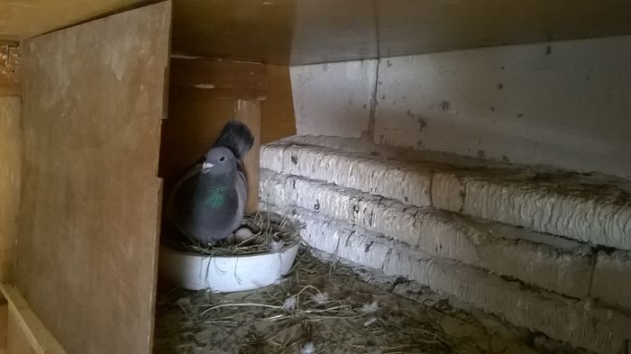 WP_20150316_14_45_08_Pro