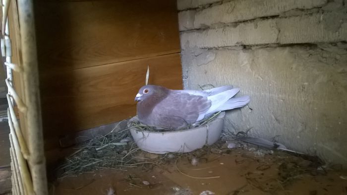 WP_20150321_11_14_44_Pro