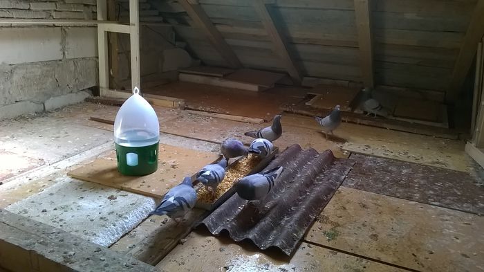 WP_20150316_14_40_10_Pro