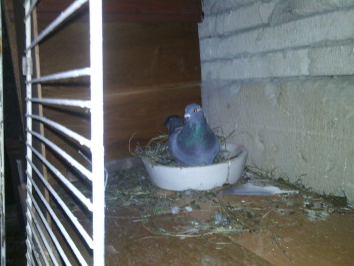 IMG_20150319_172744 - PORUMBEI VOIAJORI