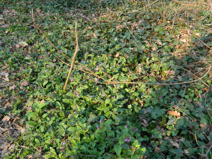DSCN1549