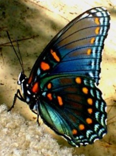 poze-fluturi_88-225x300