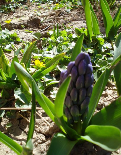 semne clare de primavara (7)