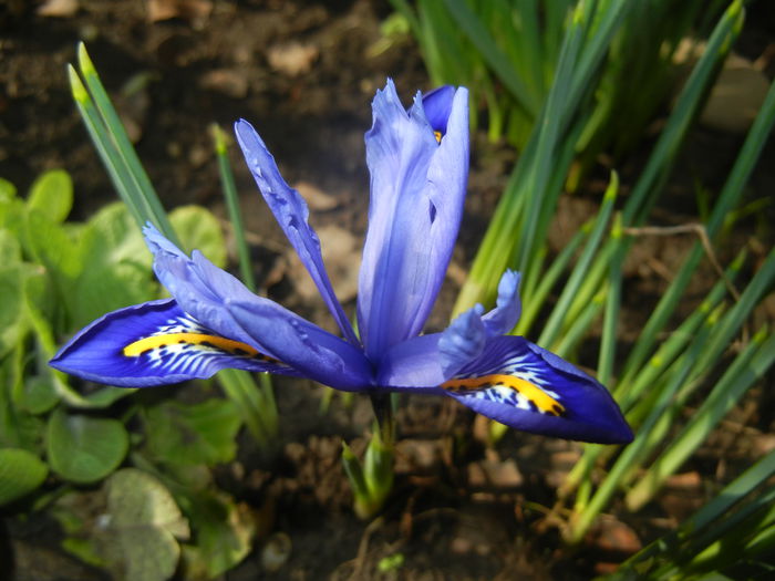 Iris reticulata Blue (2015, March 03) - Iris reticulata Blue