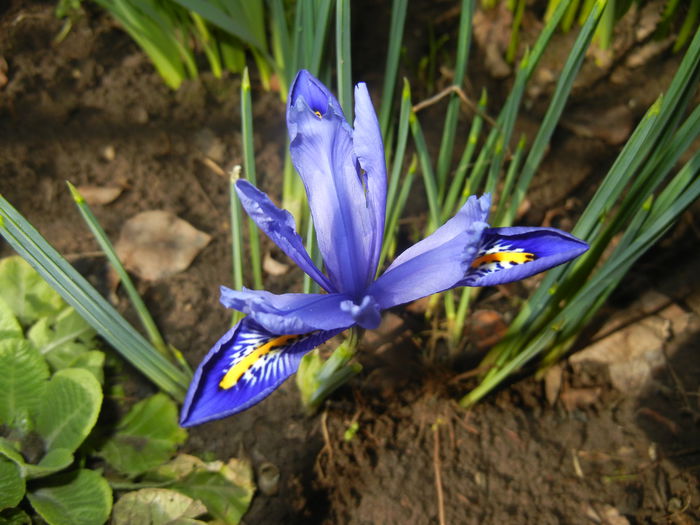 Iris reticulata Blue (2015, March 03) - Iris reticulata Blue