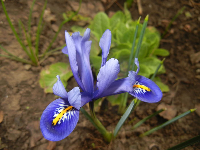 Iris reticulata Blue (2015, March 05) - Iris reticulata Blue