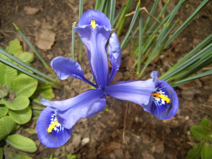 Iris reticulata Blue (2015, March 05)