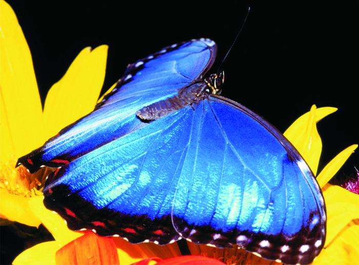 wallpaper_fluture-albastru-pe-floare-galbena