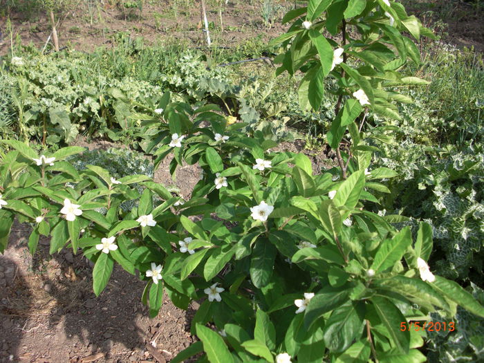 mosmon in floare1 - Gradina Casa si Plante Rare sau Deosebite pentru Sanatate