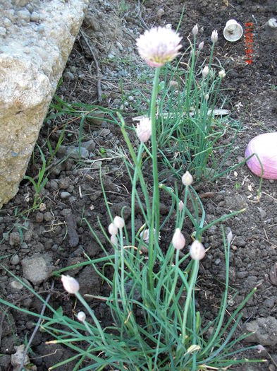 ceapa de frunze in floare - Gradina Casa si Plante Rare sau Deosebite pentru Sanatate