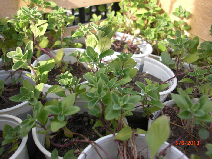 maghiran - Gradina Casa si Plante Rare sau Deosebite pentru Sanatate