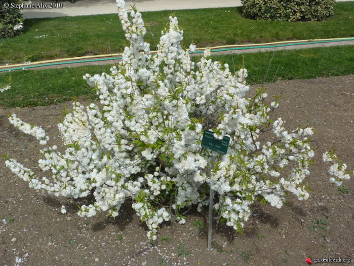 PRUNUS GLANDULOSA- ALBA; Comandata
