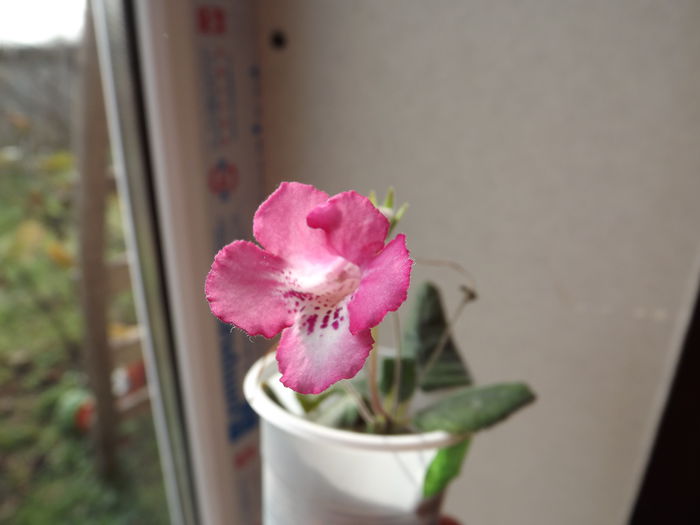 DSCF3468