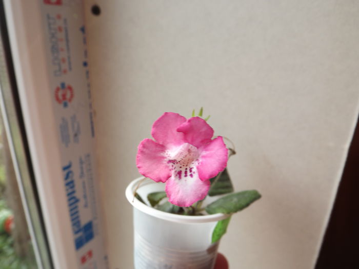 DSCF3469
