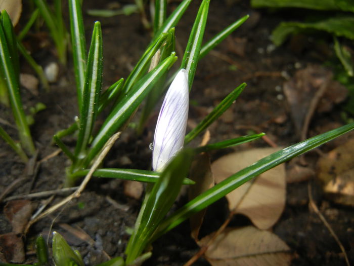 Crocus King of the Striped (2015, Mar.03)