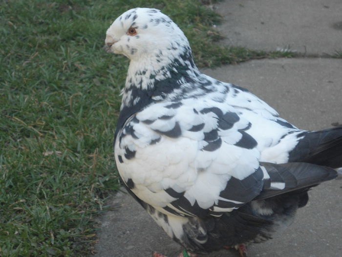 F-2013 - 2-AMERICAN GIANT HOMER