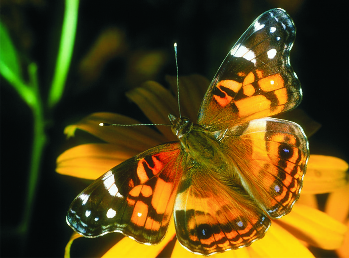 wallpaper_fluture-frumos