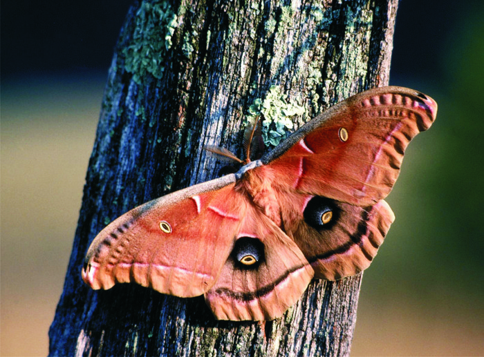 wallpaper_fluture-molie