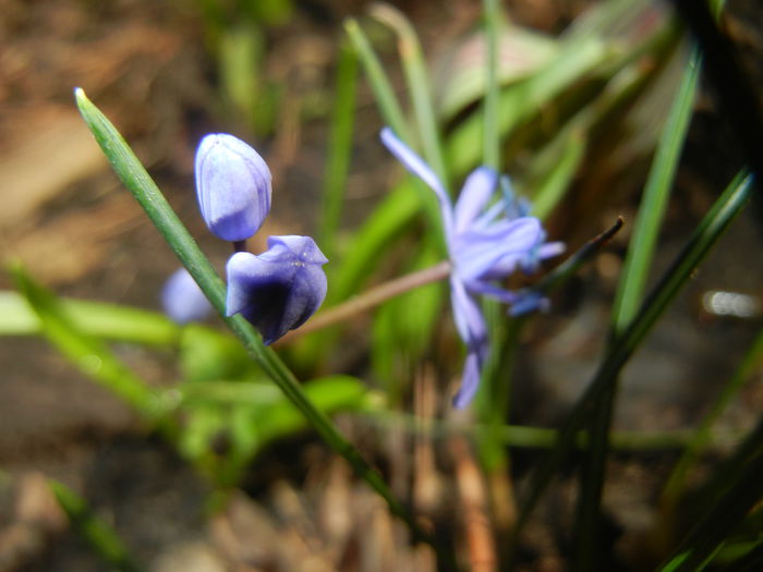 Scilla bifolia_Alpine Squill (2015, Mar.03) - SCILLA Bifolia_Alpine Squill