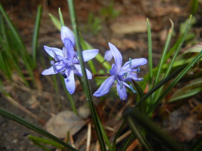 Scilla bifolia_Alpine Squill (2015, Mar.03) - SCILLA Bifolia_Alpine Squill