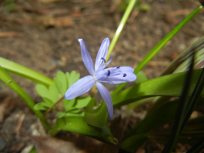 Scilla bifolia_Alpine Squill (2015, Mar.05)