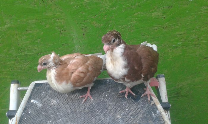 PUI 2015 - Galateni galbeni - rosii