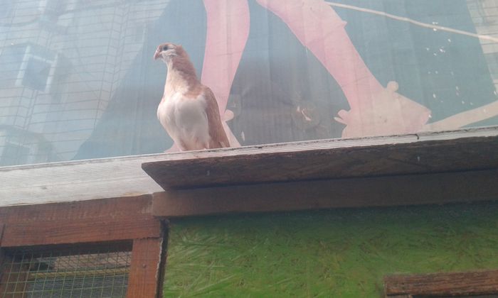 PUI 2015 - Galateni galbeni - rosii