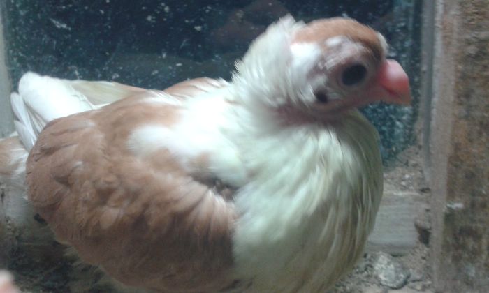 PUI 2015 - Galateni galbeni - rosii