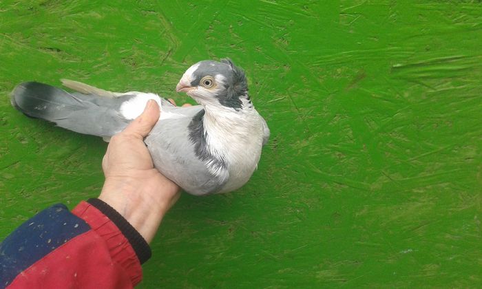 F - Galateni negri - vineti