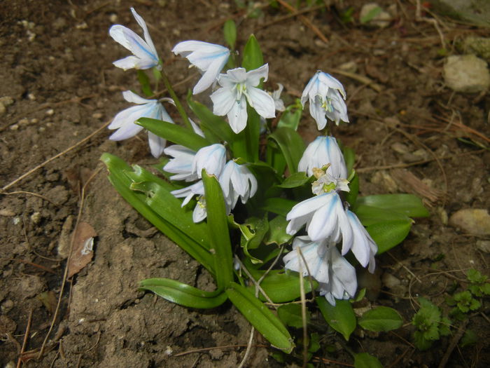 Scilla tubergeniana (2015, March 05)