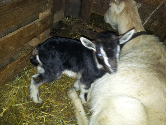 Micuta; Nu este linga mama ei
