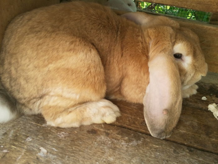 FRITZ - BERBEC GERMAN ARHIVA