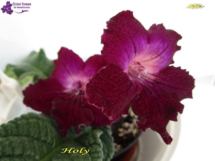 Holy (22-03-2015) - Streptocarpusi 2015