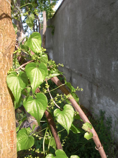 untul pamantului in floare - Gradina Casa si Plante Rare sau Deosebite pentru Sanatate