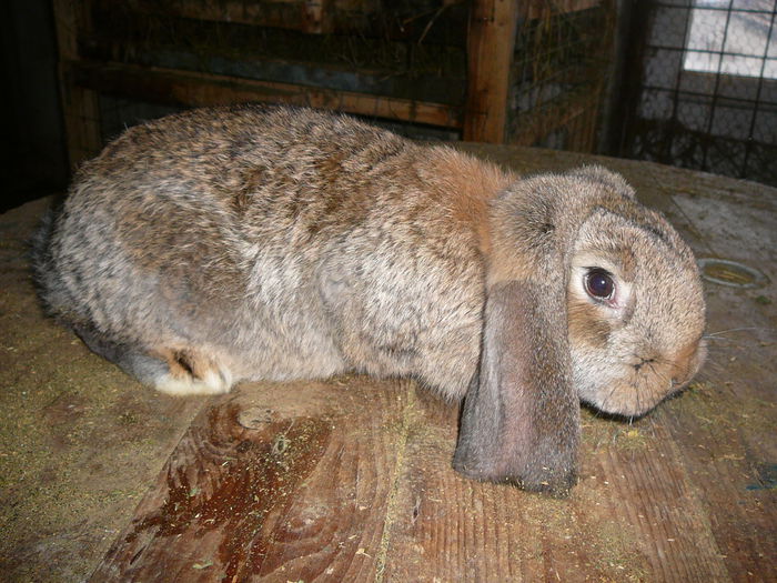 Femela culoarea : Aguti_B (2015); Iasi, tandrei.sunphoto
