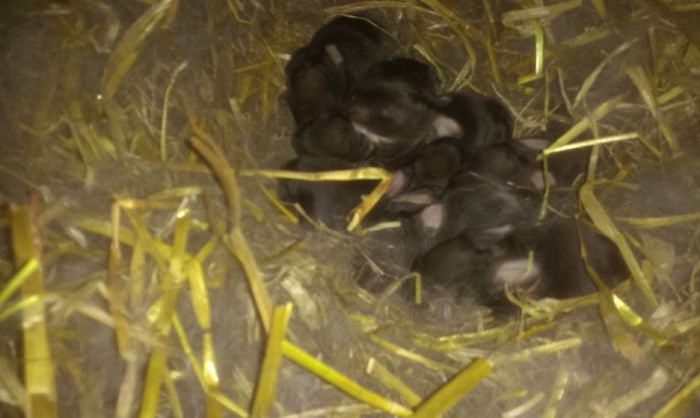 Cuib M2 si F6 3 zile - Cuib 1 UGG 19-03-2015