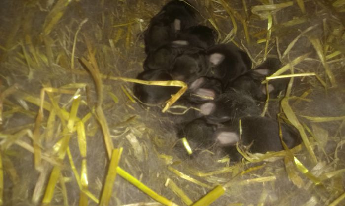 Cuib M2 si F6 3 zile