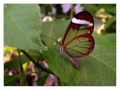 wallpaper_insecte_1-271-300x225