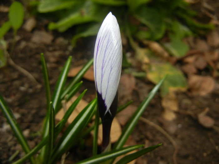Crocus King of the Striped (2015, Mar.05)