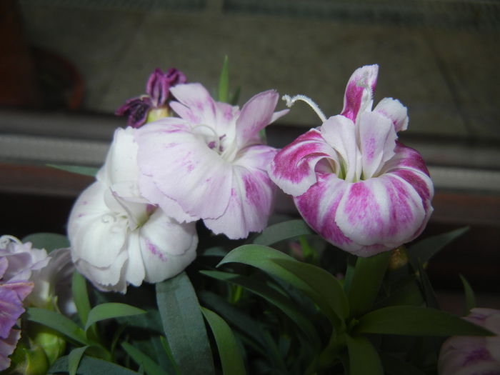 Pink Dianthus (2015, February 28) - DIANTHUS_Garoafe Garofite