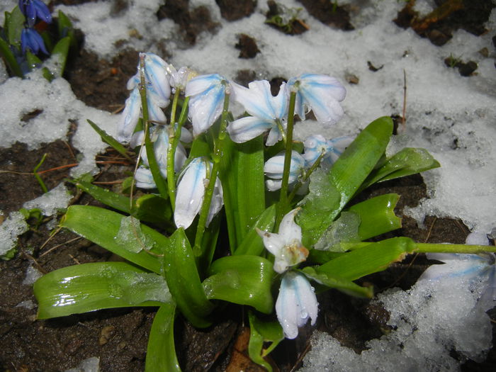 Scilla tubergeniana (2015, March 06)