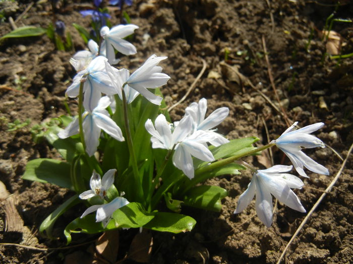 Scilla tubergeniana (2015, March 09)