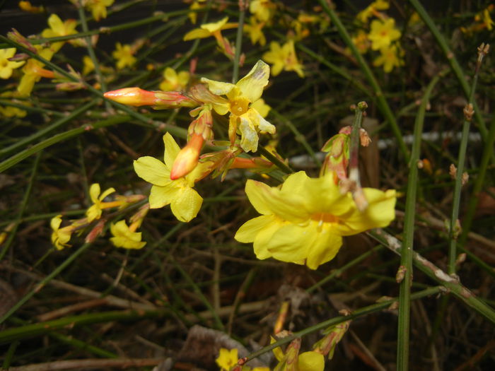 Jasminum nudiflorum (2015, March 05)