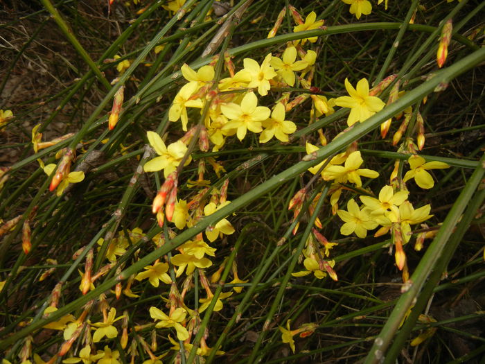 Jasminum nudiflorum (2015, March 05)