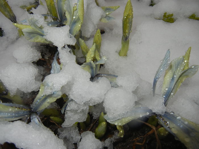 Iris Katharine Hodgkin (2015, March 06) - Iris reticulata Katharine Hodgkin