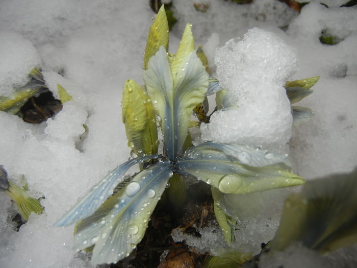 Iris Katharine Hodgkin (2015, March 06) - Iris reticulata Katharine Hodgkin