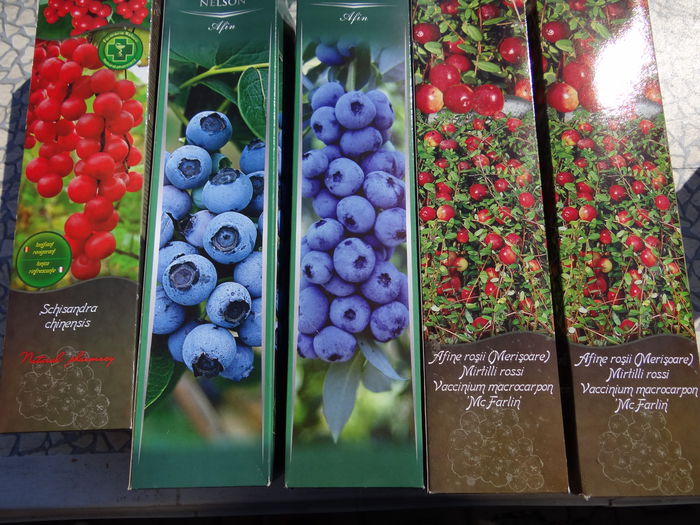 20 martie-plantat arbusti fructiferi