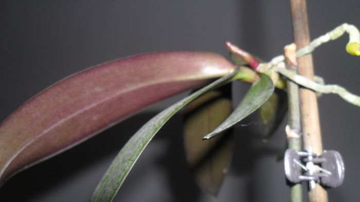 SAM_2577 - phalaenopsis