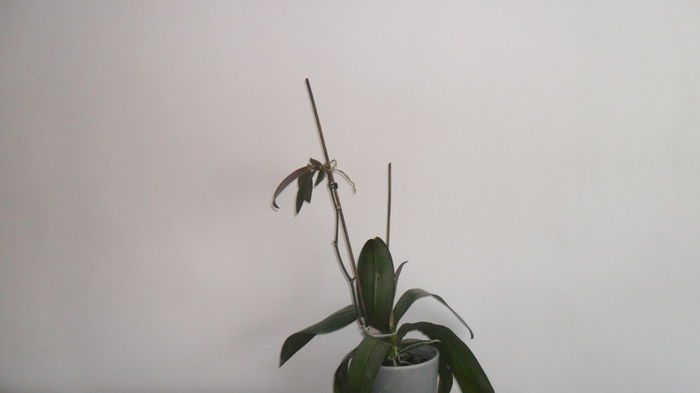 SAM_2576 - phalaenopsis